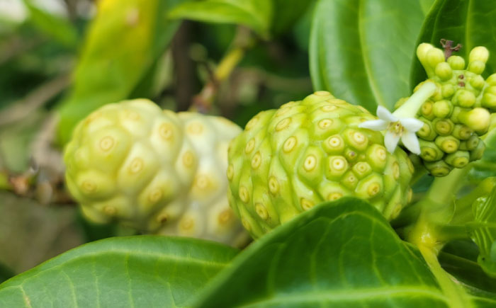 沖縄県産ノニ100％使用『神寿 SHINJU』720ml×4本 ノニジュース 沖縄 健康ドリンク 健康食品 ギフト 沖縄市/有限会社おきりゅう [BCBB003]