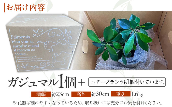 南国植物とやちむんのグリーンセット 観葉植物 エアープランツ インテリア 雑貨 小物 おしゃれ ナチュラル 沖縄市 / 草花屋ふれあい [BCDX001]