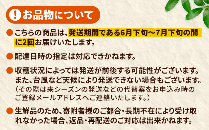 【全2回】太陽の恵み マンゴーご褒美便 (総計3kg) マンゴー 2026 沖縄 果物 フルーツ ギフト 沖縄市 / 仲村農園 [BCZZ052]