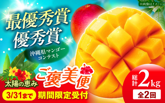 【全2回】太陽の恵み マンゴーご褒美便 (総計2kg) マンゴー 2026 沖縄 果物 フルーツ ギフト 沖縄市 / 仲村農園 [BCZZ051]