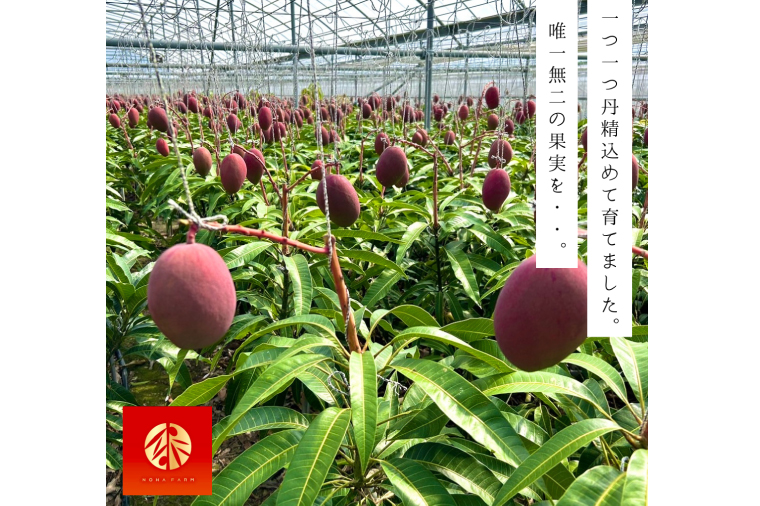 【2026年6月下旬より順次発送】★数量限定★沖縄県最優秀県知事賞に3度輝いた! ★秀品★沖縄マンゴー約1kg(2〜3玉)｜マンゴー 果物 フルーツ くだもの 先行予約 沖縄 沖縄フルーツ 秀品 数量限定 沖縄県 沖縄県産 豊見城市(BV008-1)