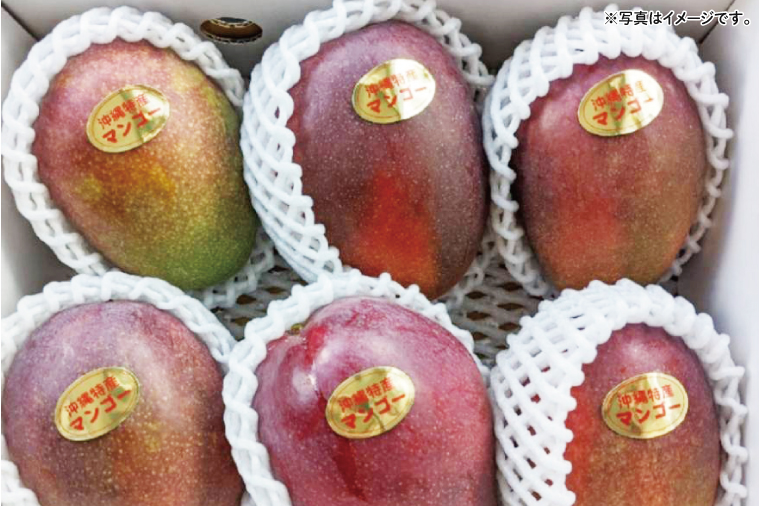 【2026年6月下旬より順次発送】沖縄県豊見城市産アップルマンゴー 約1.5kg｜マンゴー アップルマンゴー フルーツ くだもの 果物 先行予約 数量限定 おきなわ 沖縄 沖縄フルーツ 豊見城市(DJ005)