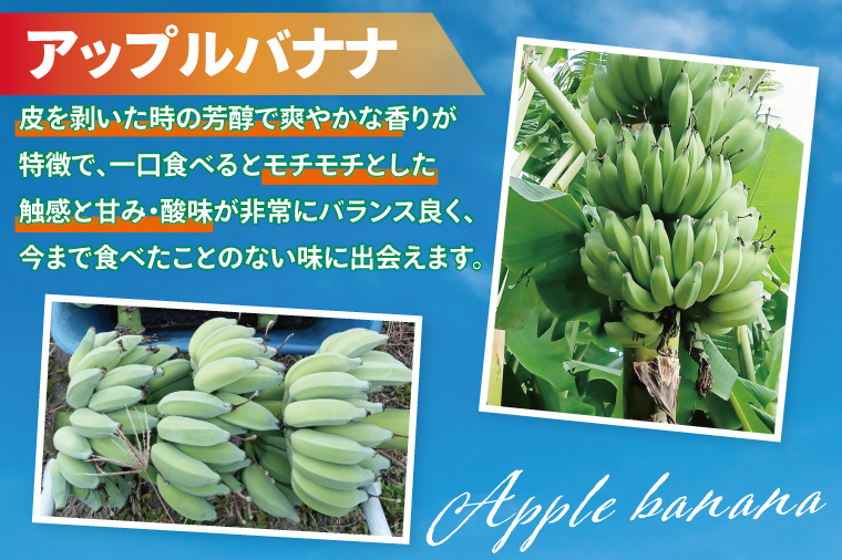 アップルバナナ 約5kg｜バナナ ばなな アップルバナナ フルーツ くだもの 果物 沖縄フルーツ 有機肥料 沖縄 沖縄県 豊見城市(DL004)