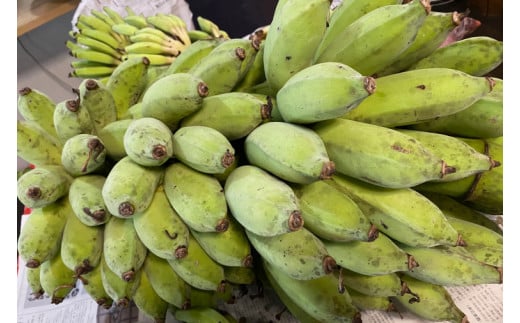 CF001-1　黄金バナナ（アップルバナナ）約3kg