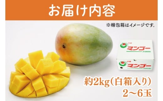 【2026年8月より順次発送】【訳あり】菜々色畑のキーツマンゴー 2～6玉(約2kg)【白箱】ご家庭用｜訳あり わけあり 訳アリ キーツマンゴー マンゴー キーツ フルーツ 先行予約 果物 くだもの おきなわマンゴー 家庭用 沖縄県 豊見城市(AE016)