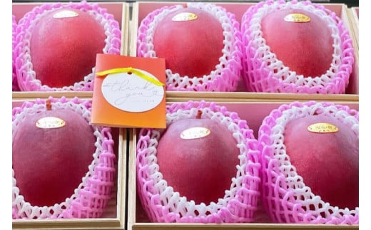 【2026年6月下旬より順次発送】★数量限定★沖縄県最優秀県知事賞に3度輝いた！★桐箱★沖縄マンゴー大玉 約1kg(約500g×2玉)｜マンゴー フルーツ 果物 くだもの 先行予約 贈り物 プレゼント お土産 ギフト 贈答用 沖縄 おきなわ 沖縄県 豊見城市(BV004)