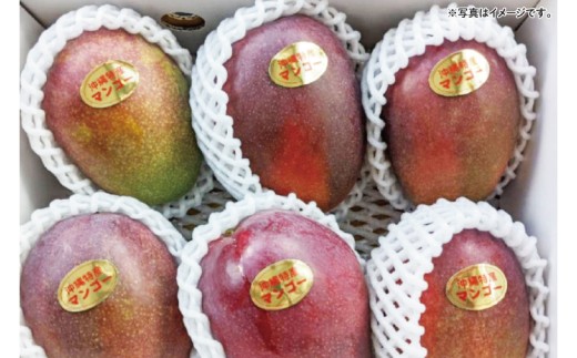 【2026年6月下旬より順次発送】沖縄県豊見城市産アップルマンゴー 約1.5kg｜マンゴー アップルマンゴー フルーツ くだもの 果物 先行予約 数量限定 おきなわ 沖縄 沖縄フルーツ 豊見城市(DJ005)