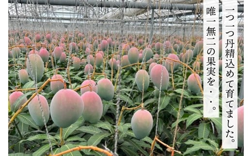 【2026年8月より順次発送】稀少プレミアム！！豊見城市産キーツマンゴー 約1.5kg(2?3玉)｜マンゴー キーツマンゴー フルーツ 果物 くだもの 先行予約 沖縄 おきなわ 沖縄県 豊見城市(BV001-1)