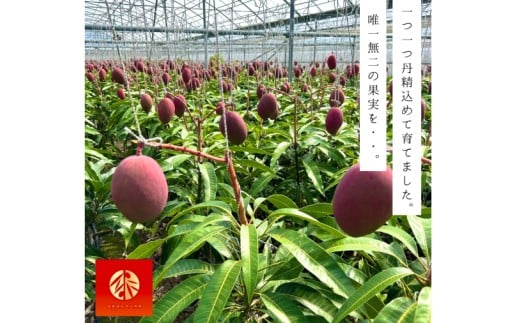 【2026年6月下旬より順次発送】★数量限定★沖縄県最優秀県知事賞に3度輝いた! ★秀品★沖縄マンゴー約1kg(2?3玉)｜マンゴー 果物 フルーツ くだもの 先行予約 沖縄 沖縄フルーツ 秀品 数量限定 沖縄県 沖縄県産 豊見城市(BV008-1)