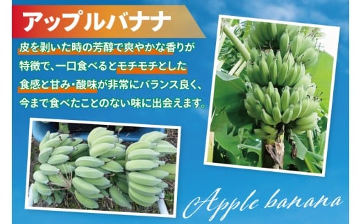 アップルバナナ 約3kg｜バナナ ばなな アップルバナナ フルーツ くだもの 果物 沖縄フルーツ 有機肥料 沖縄 沖縄県 豊見城市(DL002)