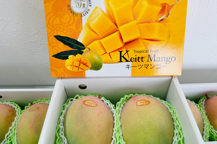 【2026年8月より順次発送】稀少プレミアム！！豊見城市産キーツマンゴー 約1.5kg(2〜3玉)｜マンゴー キーツマンゴー フルーツ 果物 くだもの 先行予約 沖縄 おきなわ 沖縄県 豊見城市(BV001-1)