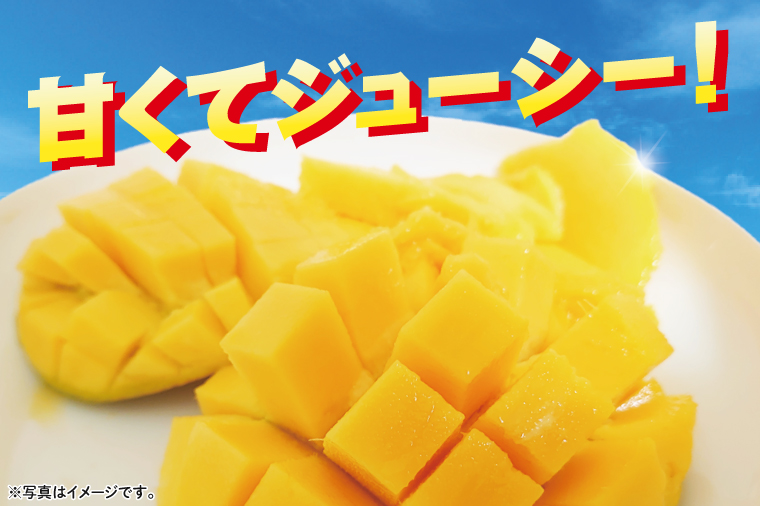 【2026年6月下旬より順次発送】沖縄県豊見城市産アップルマンゴー 約1.5kg｜マンゴー アップルマンゴー フルーツ くだもの 果物 先行予約 数量限定 おきなわ 沖縄 沖縄フルーツ 豊見城市(DJ005)