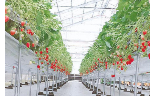 AX003ごろっとイチゴとなめらかプリン