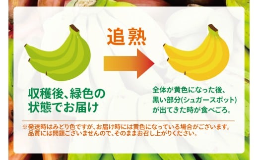 アップルバナナ 約2kg｜バナナ ばなな アップルバナナ フルーツ くだもの 果物 沖縄フルーツ 有機肥料 沖縄 沖縄県 豊見城市(DL001)