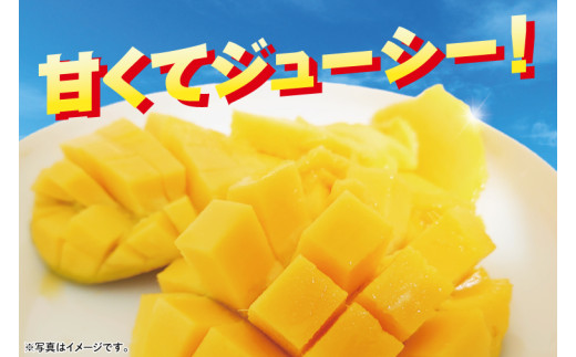 【2026年6月下旬より順次発送】★訳あり★沖縄県豊見城市産アップルマンゴー 約2kg｜マンゴー アップルマンゴー 訳あり わけあり フルーツ くだもの 果物 先行予約 数量限定 おきなわ 沖縄 沖縄フルーツ 豊見城市(DJ002)
