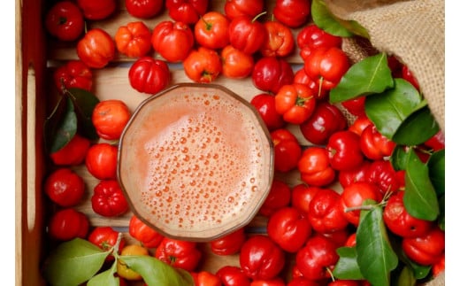 アセロラ100 ストレート100%ジュース(500ml×24本)｜アセロラ フルーツ 果物 くだもの アセロラジュース ジュース フルーツジュース ストレート 果汁 沖縄県 おきなわ 豊見城市(AD004)