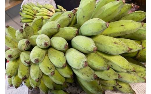 黄金バナナ、パパイヤ、パパイヤシリシリ詰め合わせセット｜沖縄県 豊見城市 ふるさと納税 沖縄 フルーツ 果物 くだもの バナナ ばなな 黄金バナナ パパイヤ パパイヤシリシリ セット 詰め合わせ 南国 有機無農薬 おきなわ 沖縄フルーツ(CF003)