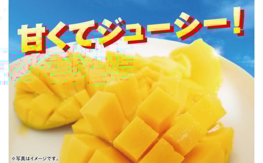 【2026年6月下旬より順次発送】沖縄県豊見城市産アップルマンゴー 約2kg｜マンゴー アップルマンゴー フルーツ くだもの 果物 先行予約 数量限定 おきなわ 沖縄 沖縄フルーツ 豊見城市(DJ001)