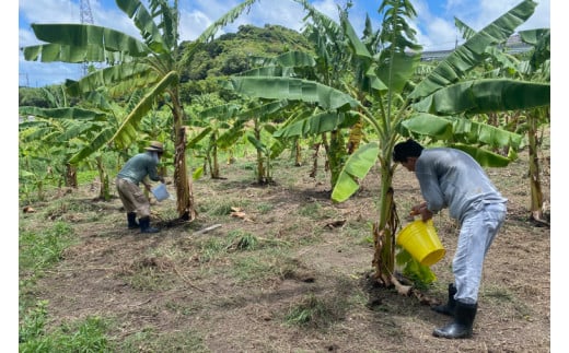 CF001-1　黄金バナナ（アップルバナナ）約3kg