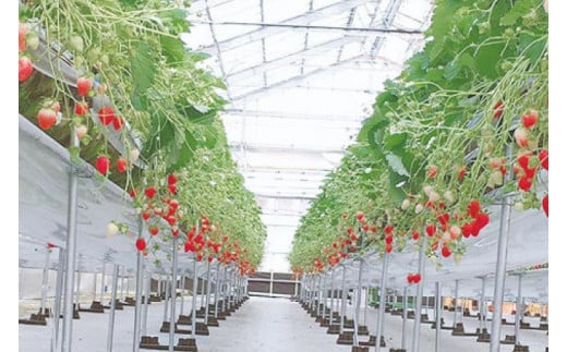 ごろっとイチゴとレアチーズ｜ケーキ スイーツ デザート イチゴ いちご 苺 レアチーズケーキ チーズケーキ プレゼント ギフト 贈り物 人気 沖縄 沖縄県 豊見城市(AX001)