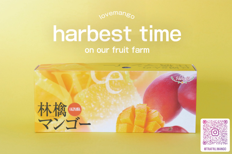 【2026年8月より順次発送】稀少プレミアム！！豊見城市産キーツマンゴー 約1.5kg(2〜3玉)｜マンゴー キーツマンゴー フルーツ 果物 くだもの 先行予約 沖縄 おきなわ 沖縄県 豊見城市(BV001-1)