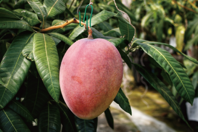 【2026年6月下旬より順次発送】沖縄県豊見城市産アップルマンゴー 約1.5kg｜マンゴー アップルマンゴー フルーツ くだもの 果物 先行予約 数量限定 おきなわ 沖縄 沖縄フルーツ 豊見城市(DJ005)