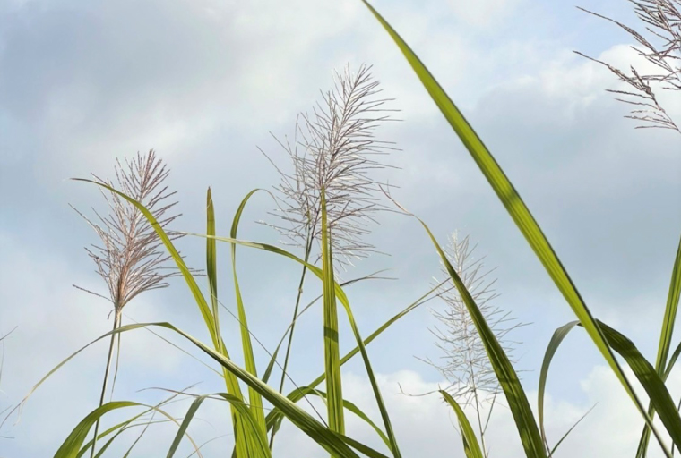 ウージ染め花穂ストール～唐草～｜ストール ショール ウージ染め 花 シルク 唐草 沖縄 おきなわ 沖縄県 ウージ 伝統 贈り物 ギフト 沖縄県 豊見城市(AI030)