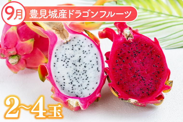 【2026年7月より順次発送】【3ヶ月定期便】沖縄フルーツ定期便(7・8・9月コース)｜フルーツ くだもの 果物 マンゴー キーツマンゴー ドラゴンフルーツ 名護パイン園 定期便 フルーツ定期便 先行予約 沖縄県 豊見城市(AC021)