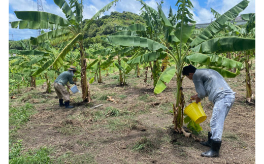 黄金バナナ、パパイヤ、パパイヤシリシリ詰め合わせセット｜沖縄県 豊見城市 ふるさと納税 沖縄 フルーツ 果物 くだもの バナナ ばなな 黄金バナナ パパイヤ パパイヤシリシリ セット 詰め合わせ 南国 有機無農薬 おきなわ 沖縄フルーツ(CF003)