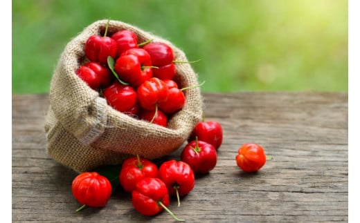 アセロラ100 ストレート100%ジュース(500ml×24本)｜アセロラ フルーツ 果物 くだもの アセロラジュース ジュース フルーツジュース ストレート 果汁 沖縄県 おきなわ 豊見城市(AD004)