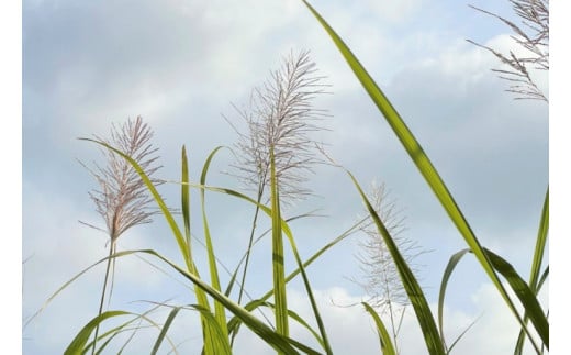 ウージ染め花穂ストール～唐草～｜ストール ショール ウージ染め 花 シルク 唐草 沖縄 おきなわ 沖縄県 ウージ 伝統 贈り物 ギフト 沖縄県 豊見城市(AI030)