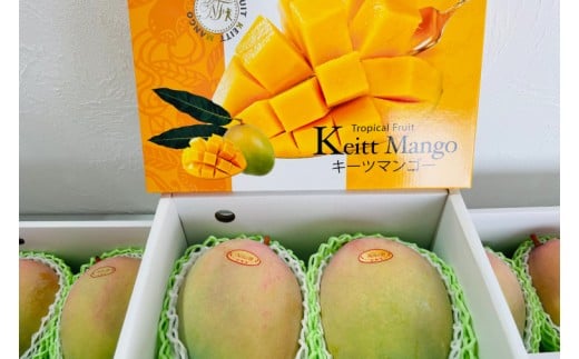 【2026年8月より順次発送】稀少プレミアム！！豊見城市産キーツマンゴー 約1.5kg(2?3玉)｜マンゴー キーツマンゴー フルーツ 果物 くだもの 先行予約 沖縄 おきなわ 沖縄県 豊見城市(BV001-1)