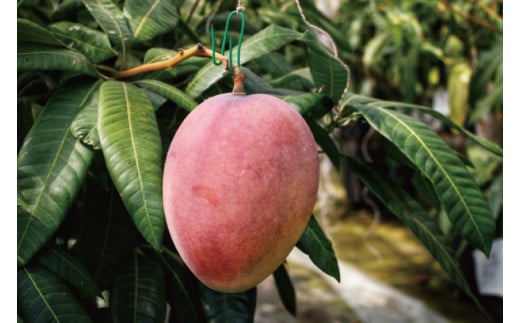 【2026年6月下旬より順次発送】★訳あり★沖縄県豊見城市産アップルマンゴー 約2kg｜マンゴー アップルマンゴー 訳あり わけあり フルーツ くだもの 果物 先行予約 数量限定 おきなわ 沖縄 沖縄フルーツ 豊見城市(DJ002)