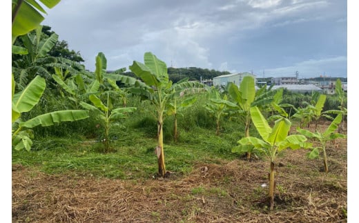 CF001-1　黄金バナナ（アップルバナナ）約3kg