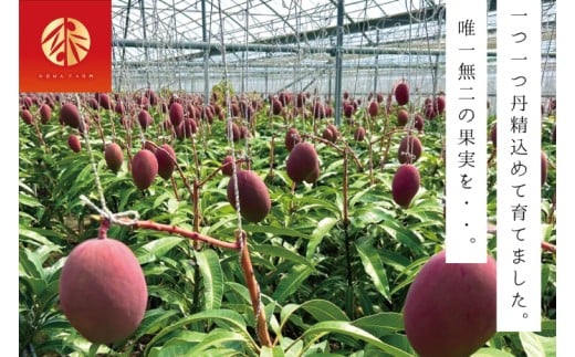 【2026年6月下旬より順次発送】【Rouge Bell】アップルマンゴー 約800g以上(2玉)｜マンゴー アップルマンゴー フルーツ 果物 くだもの 先行予約 贈り物 プレゼント お土産 ギフト 贈答用 沖縄 おきなわ 沖縄県 豊見城市(BV011)