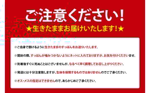 【生きたまま直送】活きすっぽん  1匹  800g～900g｜すっぽん スッポン 養殖 コラーゲン コラーゲンたっぷり 低カロリー 美容 健康 １匹 送料無料 豊見城市産 沖縄県(CS001)