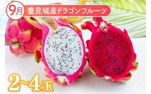 【2026年7月より順次発送】【3ヶ月定期便】沖縄フルーツ定期便(7・8・9月コース)｜フルーツ くだもの 果物 マンゴー キーツマンゴー ドラゴンフルーツ 名護パイン園 定期便 フルーツ定期便 先行予約 沖縄県 豊見城市(AC021)