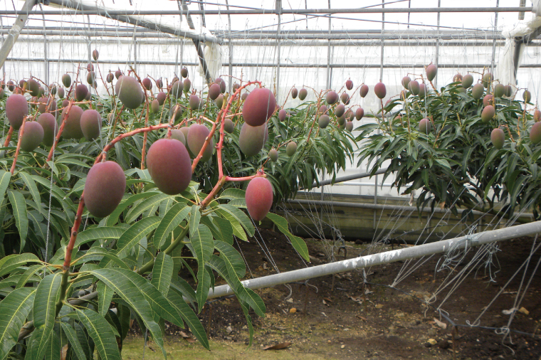 【2026年6月より順次発送】菜々色畑の赤秀アーウィンマンゴー 3～5玉(約2kg)【化粧箱】｜沖縄県 豊見城市 マンゴー アーウィンマンゴー フルーツ 果物 くだもの おきなわマンゴー ギフト 贈り物 化粧箱入り 先行予約(AE004)