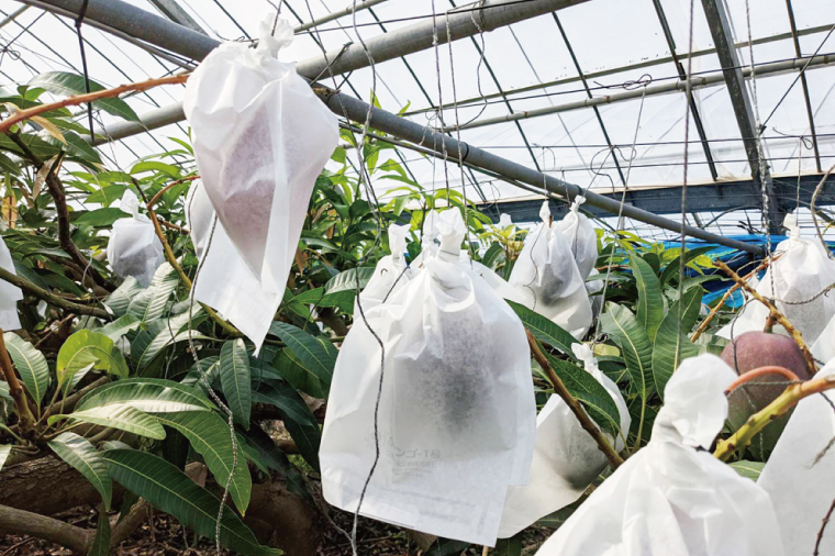 【2026年6月下旬より順次発送】★訳あり★沖縄県豊見城市産アップルマンゴー 約1.5kg｜マンゴー アップルマンゴー 訳あり わけあり フルーツ くだもの 果物 先行予約 数量限定 おきなわ 沖縄 沖縄フルーツ 豊見城市(DJ006)