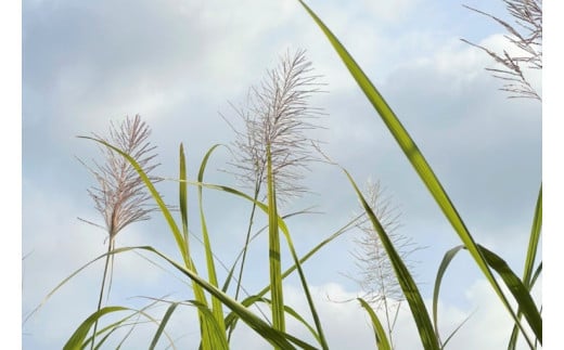 AI040　ウージ染め花穂名刺入れ