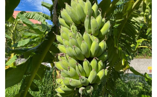 CF001-1　黄金バナナ（アップルバナナ）約3kg