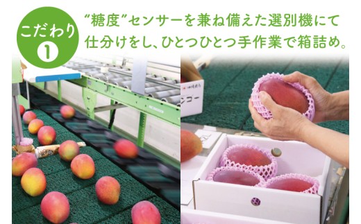 【2026年8月より順次発送】菜々色畑のキーツマンゴー 2～3玉(約2kg)【化粧箱】｜沖縄県 豊見城市 マンゴー キーツマンゴー フルーツ 果物 くだもの おきなわマンゴー 先行予約 ギフト 贈り物 化粧箱入り 先行予約(AE015)