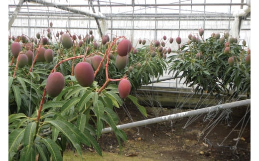 【2026年6月より順次発送】菜々色畑の赤秀アーウィンマンゴー 3～4玉(約1.5kg)【化粧箱】｜沖縄県 豊見城市 マンゴー アーウィンマンゴー フルーツ 果物 くだもの おきなわマンゴー ギフト 贈り物 化粧箱入り 先行予約(AE003)