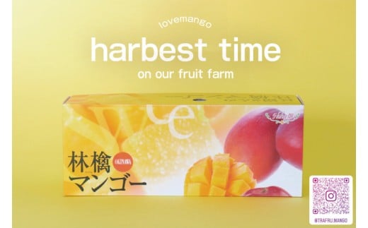 【2026年8月より順次発送】稀少プレミアム！！豊見城市産キーツマンゴー 約1.5kg(2?3玉)｜マンゴー キーツマンゴー フルーツ 果物 くだもの 先行予約 沖縄 おきなわ 沖縄県 豊見城市(BV001-1)