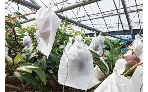 【2026年6月下旬より順次発送】沖縄県豊見城市産アップルマンゴー 約1.5kg｜マンゴー アップルマンゴー フルーツ くだもの 果物 先行予約 数量限定 おきなわ 沖縄 沖縄フルーツ 豊見城市(DJ005)