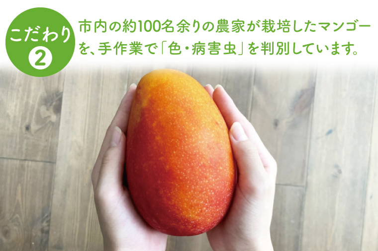 【2026年8月より順次発送】菜々色畑のキーツマンゴー 2～3玉(約2kg)【化粧箱】｜沖縄県 豊見城市 マンゴー キーツマンゴー フルーツ 果物 くだもの おきなわマンゴー 先行予約 ギフト 贈り物 化粧箱入り 先行予約(AE015)