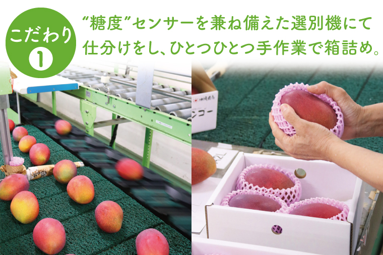 【2026年8月より順次発送】菜々色畑のキーツマンゴー 2～3玉(約2kg)【化粧箱】｜沖縄県 豊見城市 マンゴー キーツマンゴー フルーツ 果物 くだもの おきなわマンゴー 先行予約 ギフト 贈り物 化粧箱入り 先行予約(AE015)