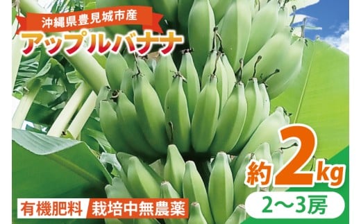 アップルバナナ 約2kg｜バナナ ばなな アップルバナナ フルーツ くだもの 果物 沖縄フルーツ 有機肥料 沖縄 沖縄県 豊見城市(DL001)