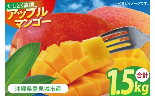 【2026年6月下旬より順次発送】沖縄県豊見城市産アップルマンゴー 約1.5kg｜マンゴー アップルマンゴー フルーツ くだもの 果物 先行予約 数量限定 おきなわ 沖縄 沖縄フルーツ 豊見城市(DJ005)