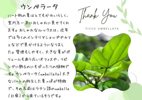 沖縄の観葉植物 人気のフィカス ウンベラータ6号 ラスターポット